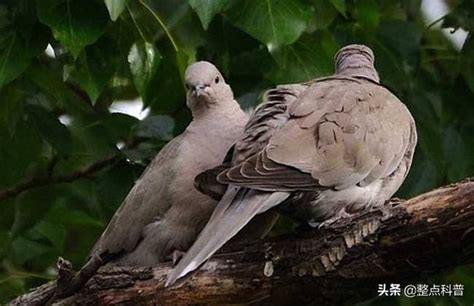 斑鳩死前的徵兆|隨處可見的斑鳩能不能吃，為何說吃斑鳩危害很大？它不會築巢？。